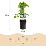 Green boutiQ - Klimplant - Clematis montana Grandiflora - Bloem Wit - Vroegbloeiend - Weinig onderhoud -2 planten -Pot 11cm Hoogte 40cm