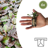 Ajuga Reptans – 6 Pluggen | Zelf Kweken & Genieten van een Prachtige Bodembedekker!