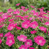 Green boutiQ - Vasteplant - Geranium sang. Max Frei - Ooievaarsbek - Bodembedekkend - Roze - 24 Planten - Pot 11cm - Hoogte 15-25cm