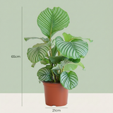 Green boutiQ - Kamerplant - Pauwenplant - Calathea Orbifolia - Groen - Weinig onderhoud - 1 Plant - Pot 21cm - Hoogte 60 - 70cm