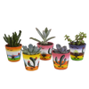 Vetplanten mix 5.5 cm - 5x - in Mexicaanse pot