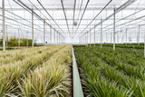Dracaena Marginata - Ø21cm - ↕110cm