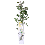 Rosa Crazy in love 'Vanilla' - Creme Roos - Ø15cm - ↕65cm