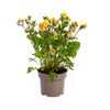 Geum Rivale Yellow Ø19cm - ↕50 - 70cm