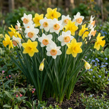 160x Narcissus mix - Narcissen mix - Diversen - Voorjaarsbloeier - Bolmaat 10/12
