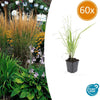60x Calamagrostis acut. 'Karl Foerster'- ↕10-25cm - Ø9cm