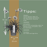 Agapanthus 'Everwhite'23cm