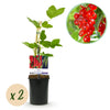 Green boutiQ - Fruitplant - Aalbes - Ribes rubrum Jonkheer van Tets - Rode Bes - 2 planten -Pot 11cm Hoogte 40cm