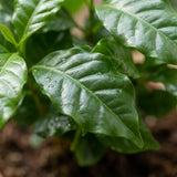 Green boutiQ - Kamerplant - Koffieplant - Coffea Arabica - Wit - Weinig onderhoud - 1 Plant - Pot 12cm - Hoogte 15 - 20cm