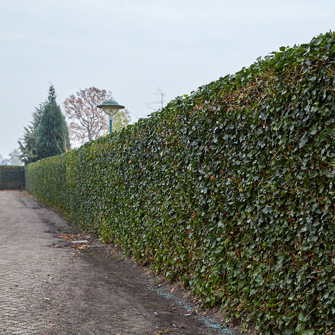 Hedera Hibernica - Klimop - Kant-en-Klaar Haag |↔120cm - ↨150 cm