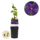 Green boutiQ - Klimplant - Clematis Star of India - Bloem Roze - Weinig onderhoud -2 planten -Pot 11cm Hoogte 40cm