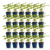 Green boutiQ - Vasteplant - Astilbe (J) Europa - Pluimspirea - Schaduw - Roze - 24 Planten - Pot 11cm - Hoogte 15-25cm
