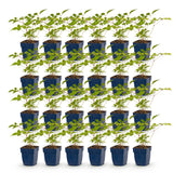 Green boutiQ - Vasteplant - Astilbe (J) Europa - Pluimspirea - Schaduw - Roze - 24 Planten - Pot 11cm - Hoogte 15-25cm