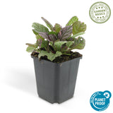 48x Ajuga reptans 'Burgundy Glow' - ↕10-25cm - Ø9cm
