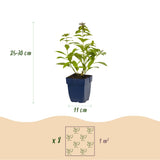 Green boutiQ - Vasteplant - Borderpakket - Geurend - Diversen - Soorten en kleuren - 6 Planten - Pot 11cm - Hoogte 15-25cm
