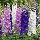 Green boutiQ - Vasteplant - Delphinium Tricolour - Ridderspoor - Bijen- en vlinderlokkers - Paars - Roze - Wit - 6 Planten - Pot 11cm - Hoogte 15-25cm