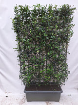 Photinia fraseri 'Carré Rouge' - Kant-en-Klaar Haag - 120 x 180 cm