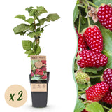 Green boutiQ - Fruitplant - Rubus Thornless Loganberry - Braamboos - Winterhard - Rode Vrucht - 2 Planten - Pot 15cm - Hoogte 50cm