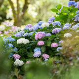 Green boutiQ - Tuinplant - Hydrangea Endless Summer Blue - Pink - White - Hortensia - Winterhard - Blauw - Roze - Wit - 3 Planten - Pot 14cm - Hoogte 20-25cm