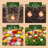 30x Tulipa Double mix - Gevulde tulp mix - Diversen - Voorjaarsbloeier - Bolmaat 11/13