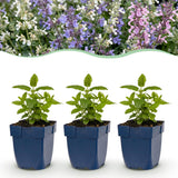 Green boutiQ - Vasteplant - Nepeta Tricolour - Kattenkruid - Bijen- en vlinderlokkers - Paars - Roze - Wit - 12 Planten - Pot 11cm - Hoogte 15-25cm