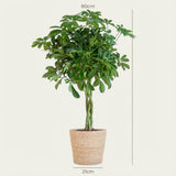 Schefflera Arab Nora met Mand Zeegras naturel- 70cm - Ø21