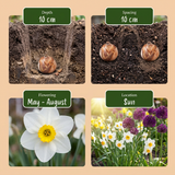 140x Bulb Dry Garden - Droge tuin bollenplanten - Diversen - Zomerbloeier - Bolmaat 10/12