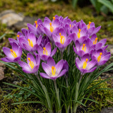 Green boutiQ - Bloembollen - Crocus Ruby Giant - Kleur Paars - 50 stuks - Bolmaat 5/6 - XXL Pack