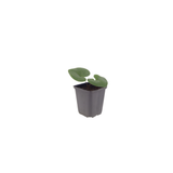 12x Asarum europaeum - ↕10-25cm - Ø9cm