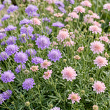 Green boutiQ - Vasteplant - Scabiosa Duo - Duifkruid - Bijen en Vlinderlokkers - Paars - Roze - 12 Planten - Pot 11cm - Hoogte 15-25cm