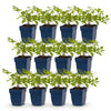 Green boutiQ - Vasteplant - Astilbe (J) Deutschland - Pluimspirea - Schaduw - Wit - 12 Planten - Pot 11cm - Hoogte 15-25cm