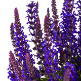 Salvia nemorosa Rianne Ø19cm - ↕50 - 60cm