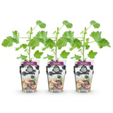 Green boutiQ - Fruitplanten - Jostabes - Ribes Jostabes - Winterhard - 3 Planten - Pot 9 cm - Zwarte Bes