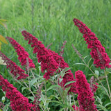 Green boutiQ - Tuinplant - Buddleja davidii Royal Red - Vlinderstruik - Winterhard - Rood - 3 Planten - Pot 17cm - Hoogte 45cm