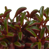 Peperomia graveolens - in witte pot