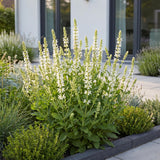 Green boutiQ - Vasteplant - Salvia nem. Schneehügel - Salie - Bijen en Vlinderlokkers - Wit - 24 Planten - Pot 11cm - Hoogte 15-25cm