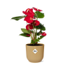 Anthurium Red 12cm in ELHO Vibes Fold 14cm geel