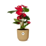 Anthurium Red 12cm in ELHO Vibes Fold 14cm geel