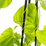 4x Ipomoea Tricolor Heavenly Blue Ø13 cm - ↕60 cm