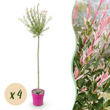 4x - Salix Flamingo - Ø23cm - ↕140-160cm