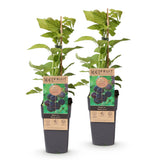 Green boutiQ - Fruitplant - Rubus occ. Black Jewel - Bramenplant - Winterhard - Zwarte Braam - 2 Planten - Pot 15cm - Hoogte 50cm