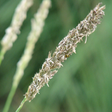 6x Sesleria autumnalis - ↕10-25cm - Ø9cm