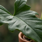 Green boutiQ - Kamerplant - Philodendron - Philodendron Lacerum - Groen - Weinig onderhoud - 1 Plant - Pot 19cm - Hoogte 65cm