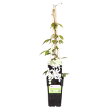 Clematis Montana 'Grandiflora' - ↨65cm - Ø15