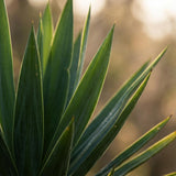 Yucca Elephantipes met Potter zwart - 90cm - Ø21