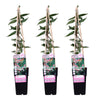 3x - Lonicera henryi - ↨65cm - Ø15