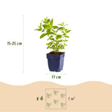 Green boutiQ - Vasteplant - Nepeta sib. Wild Orchid - Kattenkruid - Bijen en Vlinderlokkers - Roze - 24 Planten - Pot 11cm - Hoogte 15-25cm