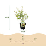 Green boutiQ - Terrasplant - Japanse Esdoorn - Acer palmatum Methamorphosa - Groen - 2 Planten - Bladverliezend - Pot 19cm Hoogte 70cm