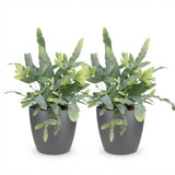 Green boutiQ - Kamerplant - Phlebodium aureum Blue Star - Blauwe Varen - Huisdiervriendelijke Plant - Blauw - 2 Planten - met Potter Grijs - Pot 12cm - Hoogte 25cm