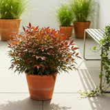 Green boutiQ - Tuinplant - Nandina Gulfstream - Oranje - 1 Plant - Groenblijvend - Weinig Onderhoud - Pot 17cm Hoogte 45cm